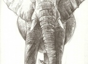 aafrika-elevant