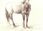 hobune