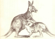 kangurud